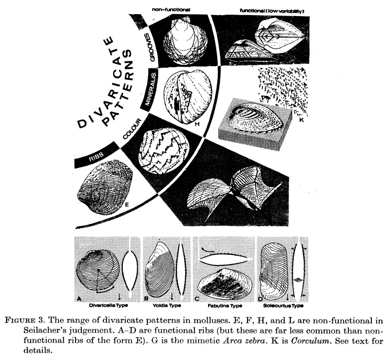 Primary-source scan of Figure 3 from Gould and Lewontin's The Spandrels of San Marco and the Panglossian Paradigm, showing the range of divaricate patterns in molluscs.