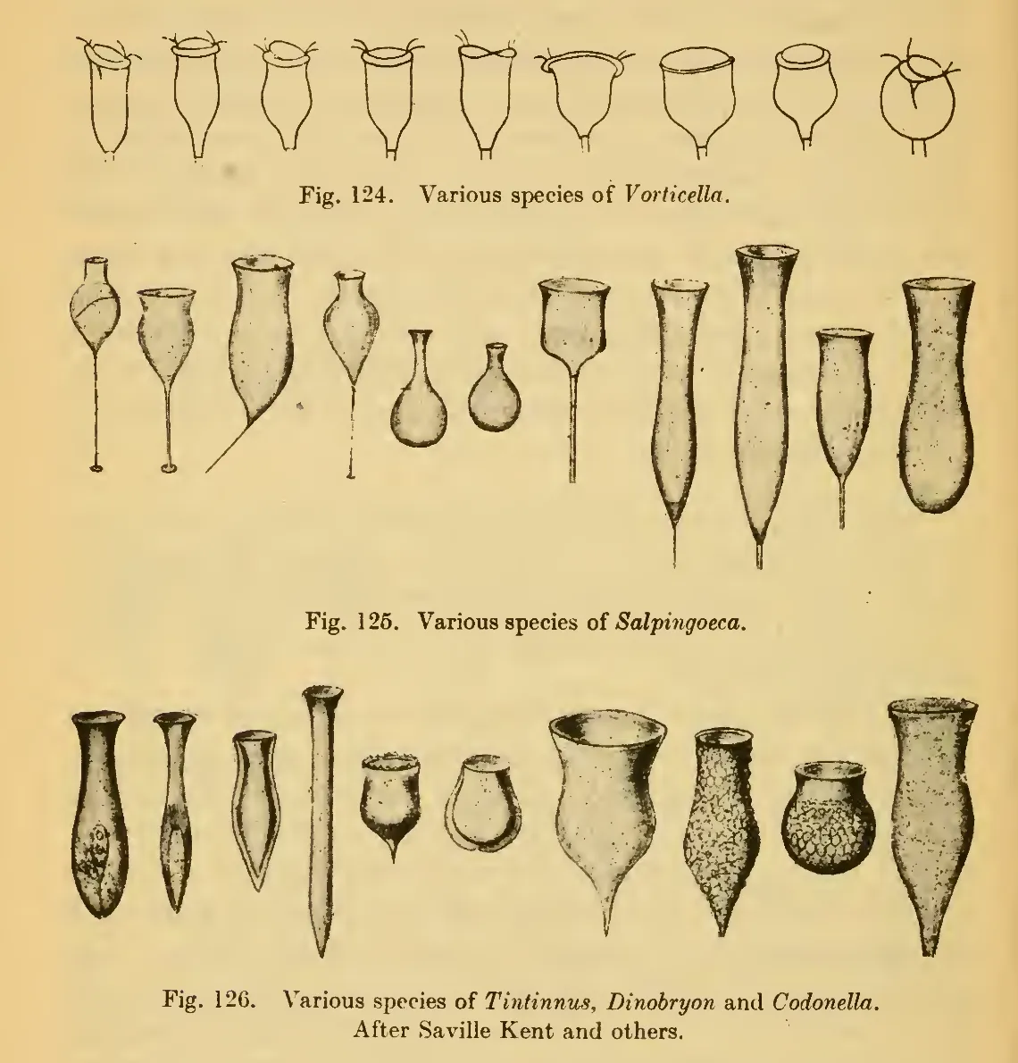 Primary-source scan of Thompson's figures 124 through 126 showing Vorticella, Salpingoeca, Tintinnus, Dinobryon, and Codonella forms.